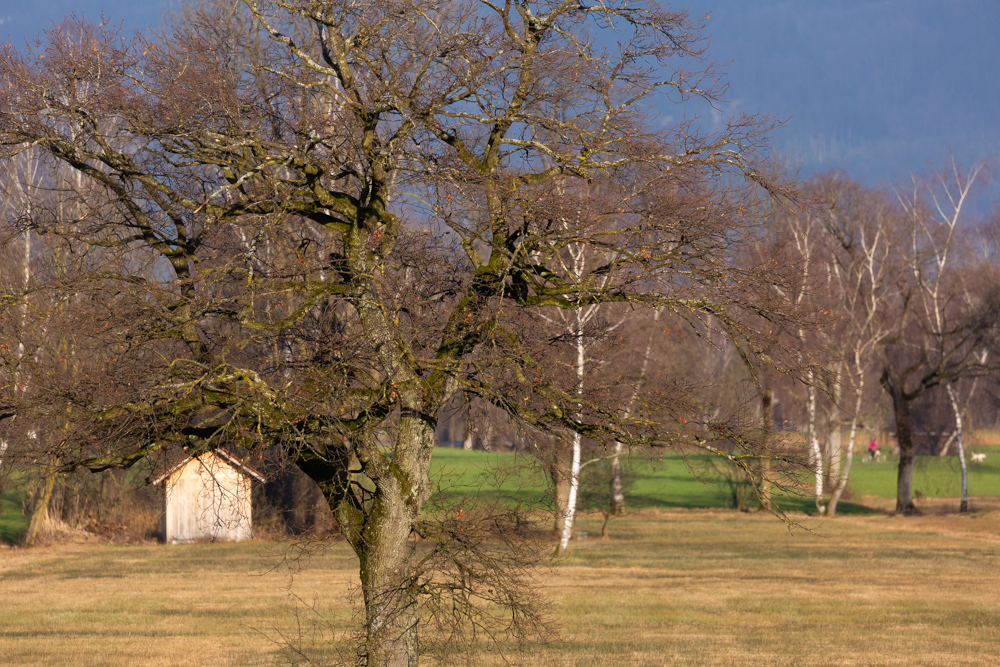 Lauteracherried im Jänner 59